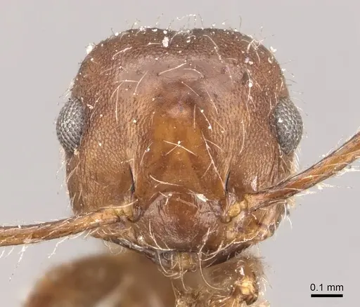 Crematogaster evallans - CASENT0908444