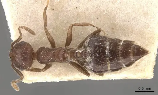 Crematogaster evallans - CASENT0908445