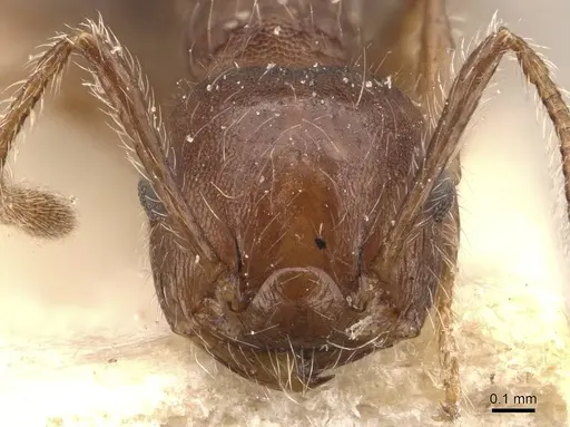 Crematogaster evallans - CASENT0908445