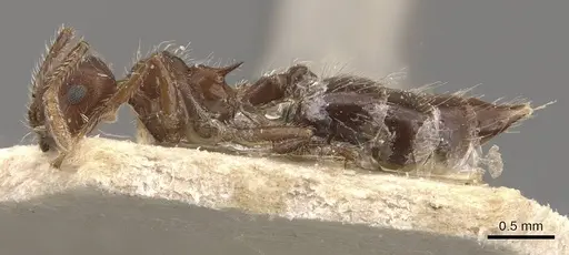 Crematogaster evallans - CASENT0908445