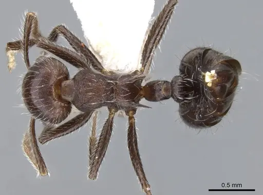 Crematogaster evallans - CASENT0914564