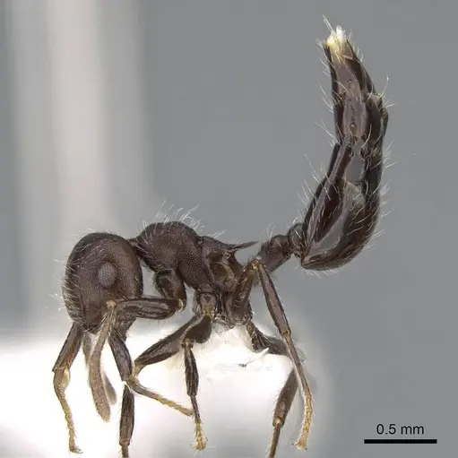 Crematogaster evallans - CASENT0914564