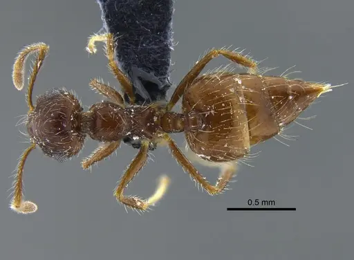 Crematogaster evallans - CBUMAGENT41937