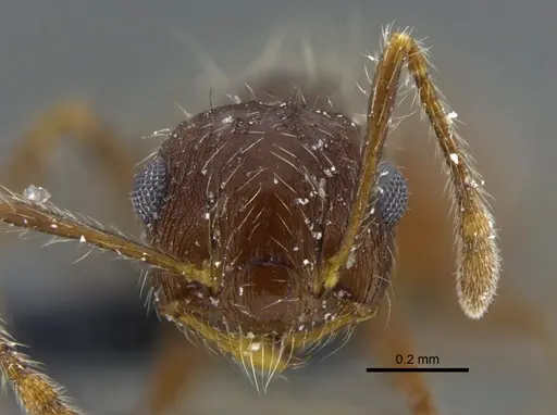 Crematogaster evallans - CBUMAGENT41937