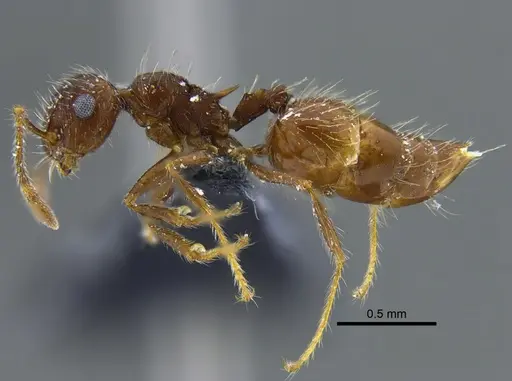Crematogaster evallans - CBUMAGENT41937