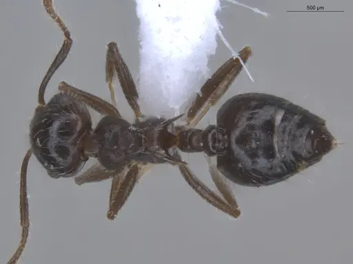 Crematogaster evallans - ECOFOG-KR23-0016-12