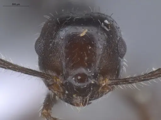 Crematogaster evallans - ECOFOG-KR23-0016-12