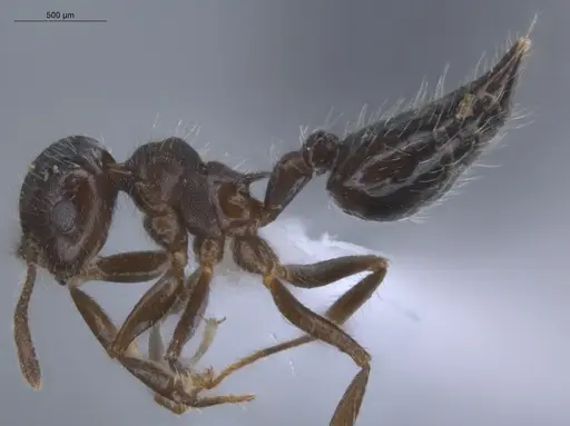 Crematogaster evallans - ECOFOG-KR23-0016-12