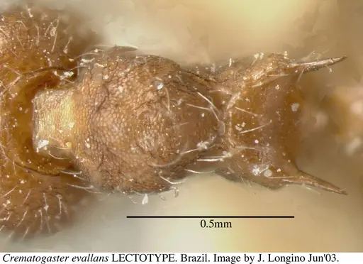 Crematogaster evallans - JTL055944