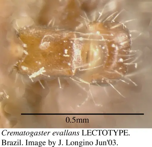 Crematogaster evallans - JTL055944