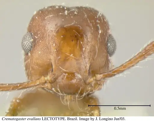 Crematogaster evallans - JTL055944