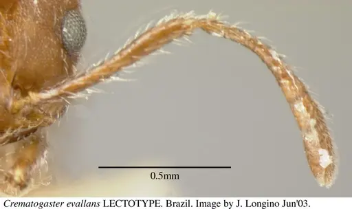 Crematogaster evallans - JTL055944