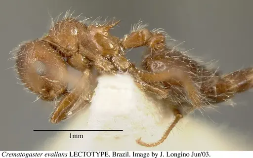 Crematogaster evallans - JTL055944