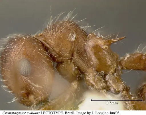 Crematogaster evallans - JTL055944