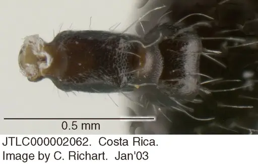 Crematogaster evallans - JTLC000002062