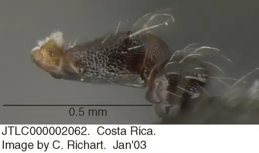 Crematogaster evallans - JTLC000002062