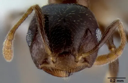 Crematogaster excisa specimen