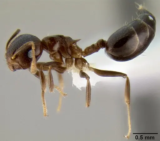Crematogaster excisa specimen