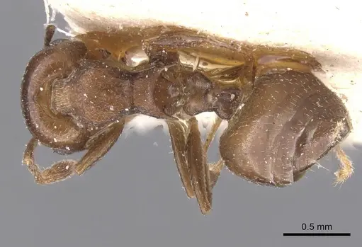Crematogaster excisa - CASENT0912668