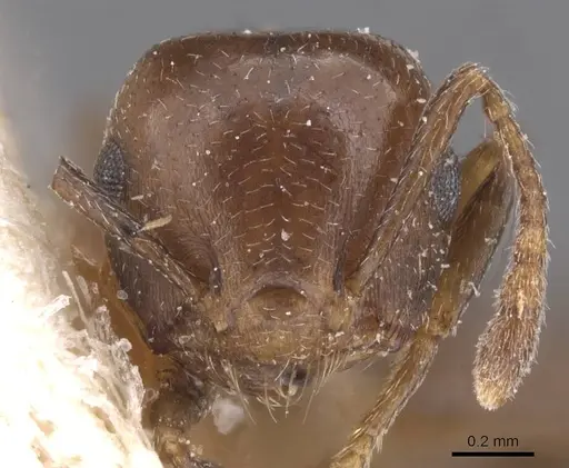 Crematogaster excisa - CASENT0912668