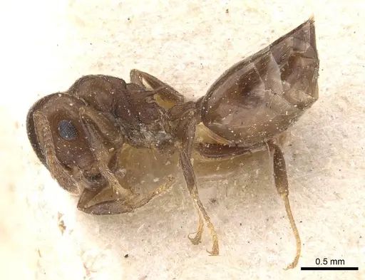 Crematogaster excisa - CASENT0912668