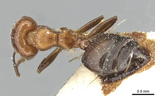 Crematogaster excisa - CASENT0915373
