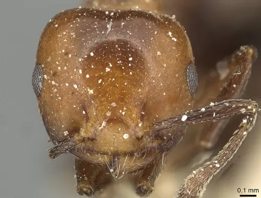 Crematogaster excisa - CASENT0915373