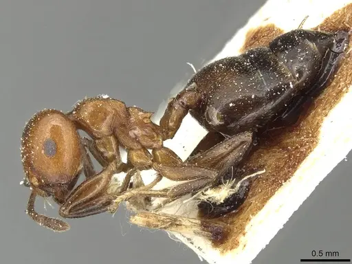 Crematogaster excisa - CASENT0915373