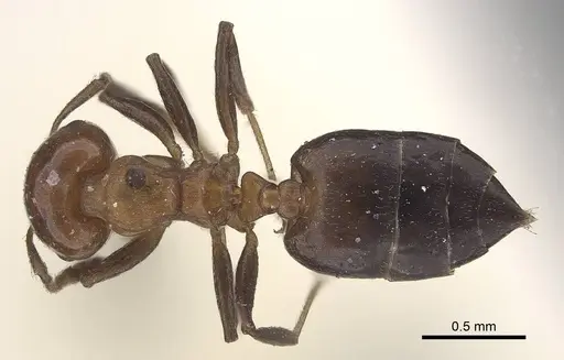 Crematogaster excisa - CASENT0919666