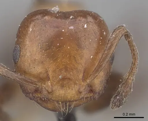 Crematogaster excisa - CASENT0919666