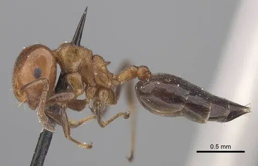 Crematogaster excisa - CASENT0919666