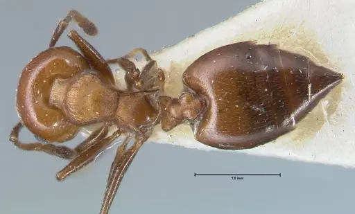 Crematogaster excisa - FOCOL1499