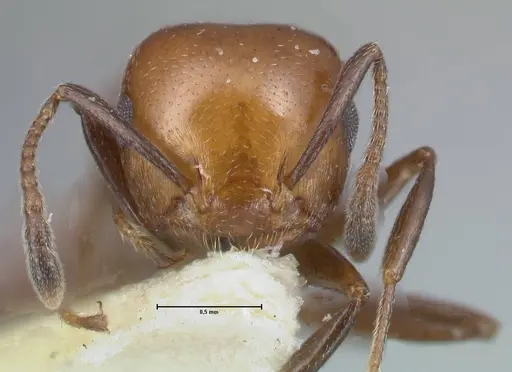 Crematogaster excisa - FOCOL1499