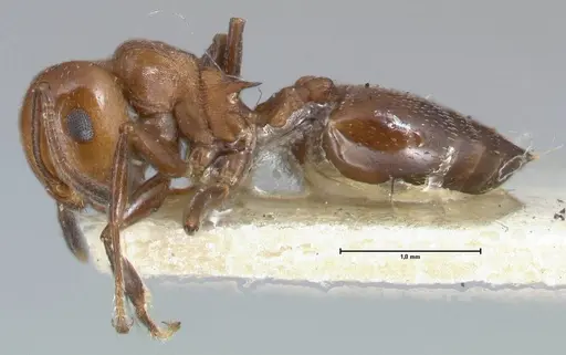 Crematogaster excisa - FOCOL1499