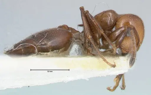 Crematogaster excisa - FOCOL1499