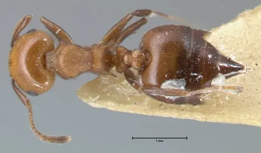 Crematogaster excisa - FOCOL1500