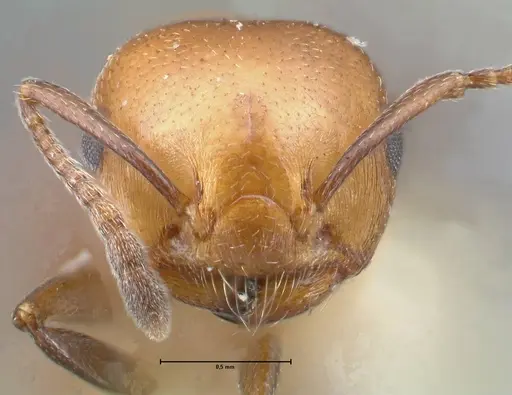 Crematogaster excisa - FOCOL1500