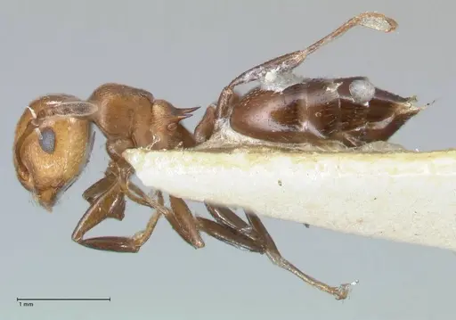 Crematogaster excisa - FOCOL1500