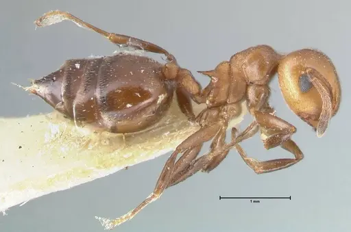 Crematogaster excisa - FOCOL1500