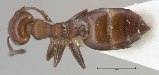 Crematogaster excisa - FOCOL1501