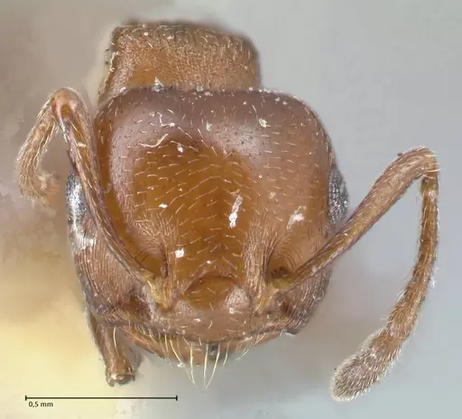Crematogaster excisa - FOCOL1501