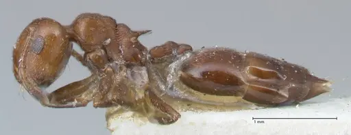 Crematogaster excisa - FOCOL1501