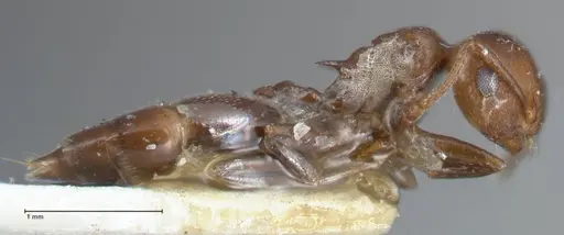 Crematogaster excisa - FOCOL1501