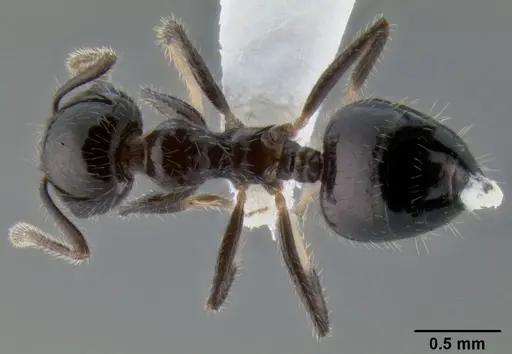 Crematogaster ferrarii specimen