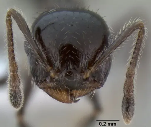 Crematogaster ferrarii specimen