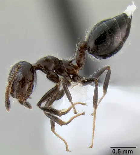 Crematogaster ferrarii specimen