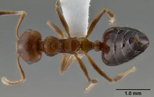 Crematogaster flava specimen