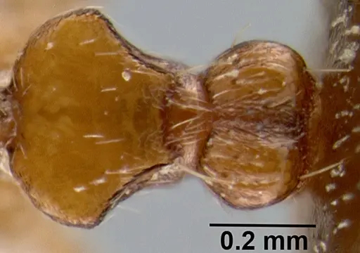 Crematogaster flava specimen