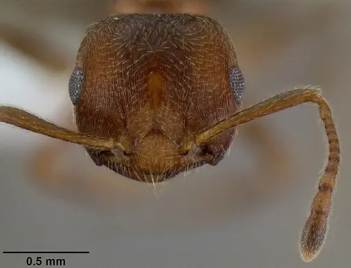 Crematogaster flava specimen