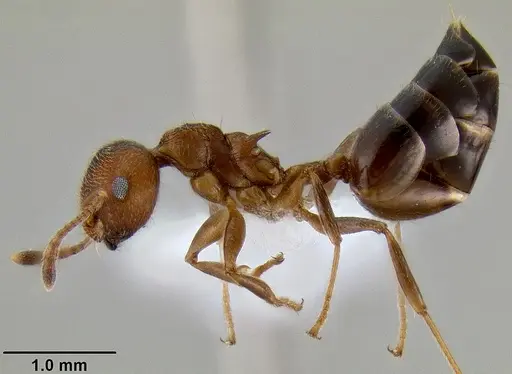 Crematogaster flava - CASENT0193691